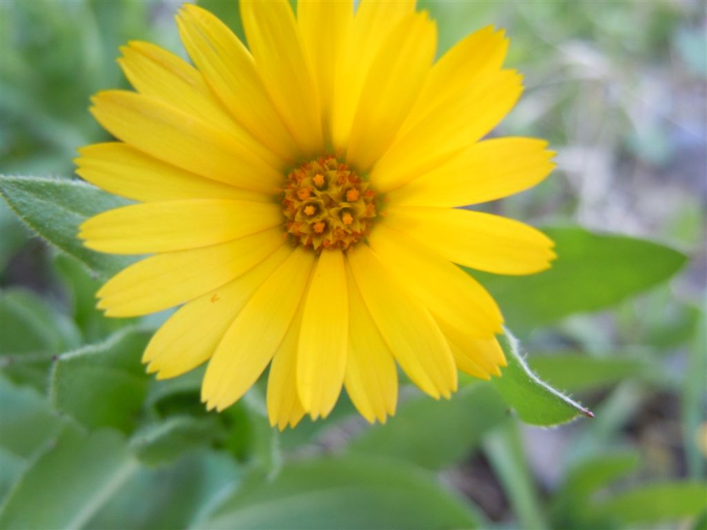 Fiori da Capodimonte - Calendula arvensis